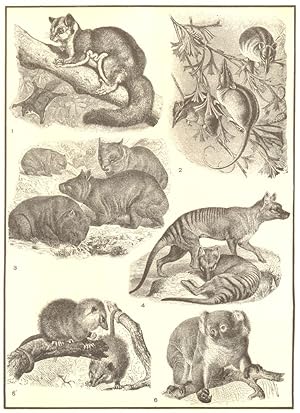 Marsupials; 1. Sugar squirrel (Belideus sciurues); 2. Mouse-phalanger (Tarsipes rostratus); 3. Wo...
