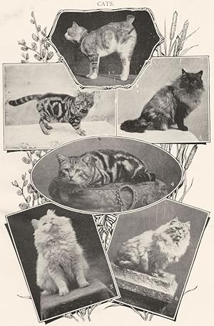 Cats; 1. Manx; 2. Brown tabby; 3. Smoke Persian; 4. Silver tabby; 5. White Persian; 6. Shaded silver