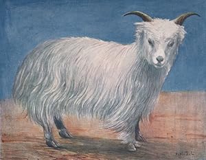 Tibetan Goat