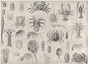 Bild des Verkufers fr Crustacea and Arachnida; 1. Harvest bug; 2. Hedgehog tick: 3. Cheese-Mite; 4. Itch animal; 5. Bear animalcule; 6. Linguarulina; 7. Sea-spider; 8. Land-crab; 9. Frog-crab; 10. Spider-crab; 11. Woolly-crab; 12. Purse-crab; 13. Albunea; 14. Plated lobster; 15. Spiny lobster; 16. Crayfish; 17. Prawn; 18. Squill, or Mantis shrimp; 19. Freshwater shrimp; 20. Hermit screw; 21. Caprella; 22. Isopod; 23. Wood-Louse; 24. Sphaeroma; 25. Fish-Louse; 26. Ione; 27. Limulus, or King Crab; 28. Trilobite; 29. Apus, or Shield-shrimp; 30. Water-flea; 31. Cypria; 32. Cyclops zum Verkauf von Antiqua Print Gallery