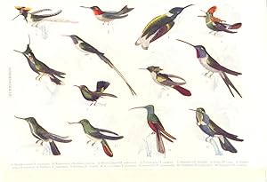 Seller image for Hummingbirds; 1. Double-crested (T. connutus); 2. Ruby-throat (Trochilus colubris); 3. White-collared (T. melivorus); 4. Tufted-neck (T. ornatus); 5. Delande's (T. delandii); 6. Cora's (T. cora); 7. Golden-green (T. Prasina); 8. Vieillot's (T. chalybeus); 9. Evening (T. vesper); 10. Avocet-billed (T. avocetta); 11. Curve-bill (T. curvirostris); 12. Harlequin (T. multicolor); 13. Natterer's (T. scutatus) for sale by Antiqua Print Gallery