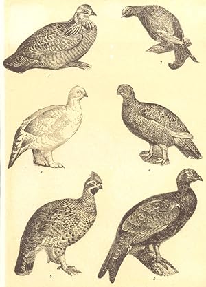 Grouse; 1. Prairie Hen (Tympanuchus Americanus); 2. Blackcock (Tetrao urogallus); 3. Moor-hen or ...