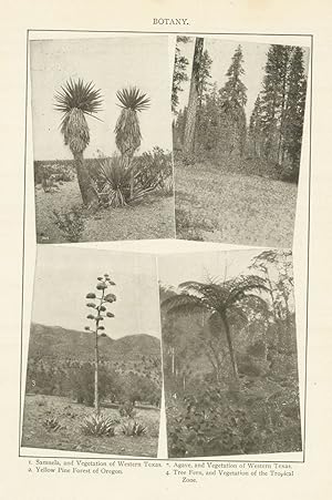 Seller image for BOTANY. 1. Samuela, and Vegetation of Western Texas. 2. Agave, and Vegetation of Western Texas. 2. Yellow Pine Forest of Oregon. 4. Tree Fern, and Vegetation of the Tropical Zone. for sale by Antiqua Print Gallery