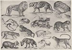 Seller image for Carnivorous animals -I; 1. Lion; 2. Lioness; 3. Skull of lion; 4. Tiger; 5. Jaguar; 6. Leopard; 7. Serval; 8. Wild cat; 9. Skull of the cat; 10. Lynx; 11. Skull of lynx; 12. Spotted Hyaena; 13. Skull of Hyaena; 14. Cheetah for sale by Antiqua Print Gallery