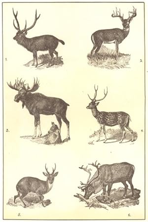 Deer (Cervidae);1. The Sambur (Cervus Aristotelis); 2. The Virginia deer (Cariacus Virginianus); ...