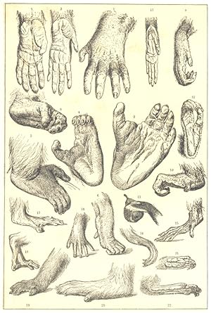 Hands and Feet of apes; 1-2. Gorilla; 3-9. Chimpanzee; 10. Orang -Utan; 11-13. Gibbon; 14-15. Gue...