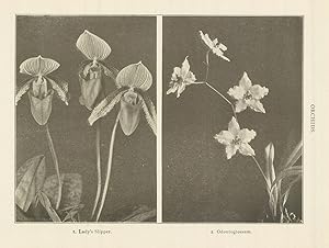 ORCHIDS. 1. Lady's Slipper. 2. Odontoglossum.