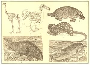 1. Skeleton of the Elephant-footed Dinornis; 2. Skeleton and Outline of the Dodo; 3. Duck bill (O...