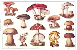 Poisonous Fungi; 1.Golden Cantarelle (Cantharellus aurantiacus); 2. Puffball (Scleroderma auranti...