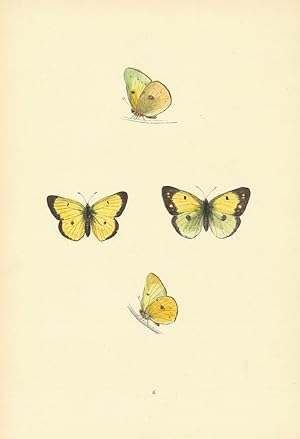 Scarce Clouded Yellow