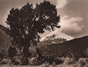 Bild des Verkufers fr Summit of the extinct volcano Sajama (20,000 feet above sea level). The tree on the picture is the Queua, a hardwood which thrives at this great height. Growing at an altitude of from 12,000 to 16,000 feet, all the time exposed to the icy winds continuously blowing here, it never reaches a great height, but becomes deformed and knotty. The wood is used for making charcoal and for the building of huts. zum Verkauf von Antiqua Print Gallery