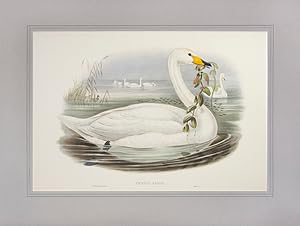 Seller image for Cygnus Minor [Bewick's Swan] [with] Cyguns Ferus [Wild Swan or Whooper]. for sale by Shapero Rare Books