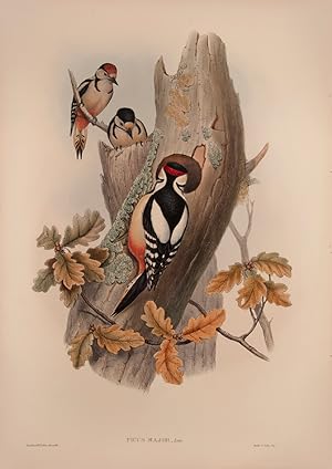 Image du vendeur pour Picus Major [Spotted Woodpecker]. mis en vente par Shapero Rare Books
