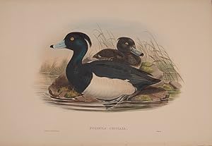 Image du vendeur pour Fuligula Cristata [Tufted Duck]. mis en vente par Shapero Rare Books