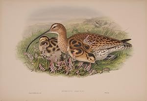 Image du vendeur pour Numenius Arquata [Eurasian Curlew]. mis en vente par Shapero Rare Books