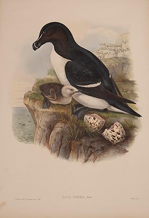 Image du vendeur pour Alca Torda [Razorbill]. mis en vente par Shapero Rare Books