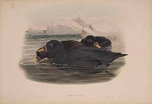 Image du vendeur pour Oidemia Nigra [Common Scoter]. mis en vente par Shapero Rare Books