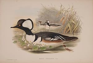 Image du vendeur pour Mergus Cucullatus [Hooded Merganser]. mis en vente par Shapero Rare Books