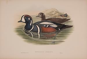 Image du vendeur pour Histrionicus Torquatus [Harlequan Duck]. mis en vente par Shapero Rare Books