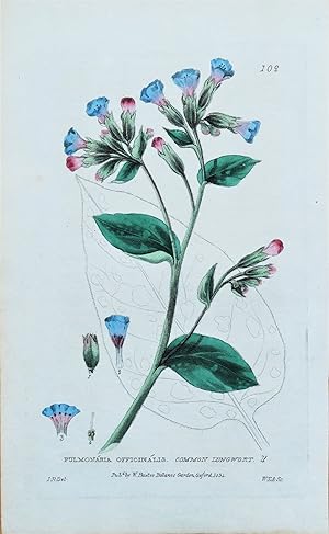 PULMONARIA Baxter Antique Engraved Vintage Botanical Flower Print 1834