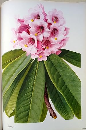 Seller image for The Rhododendron. Volumes 1 & 2 for sale by Mike Park Ltd