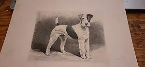 fox-terrier