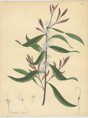 Embothrium Salignum. Willow-like Embothrium. [From] The Botanist's Repository Comprising Colour'd...