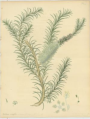 Melaleuca Ericæfolia. Heath-leaved Melaleuca. [From] The Botanist's Repository Comprising Colour'...