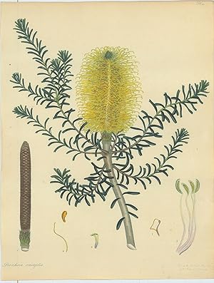 Banksia Ericæfolia. Heath-leaved Banksia. [From] The Botanist's Repository Comprising Colour'd En...