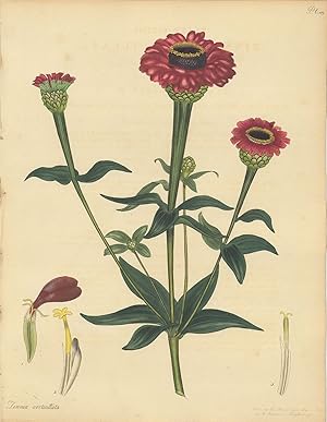 Zinnia Verticillata. Double Zinnia. [From] The Botanist's Repository Comprising Colour'd Engravin...