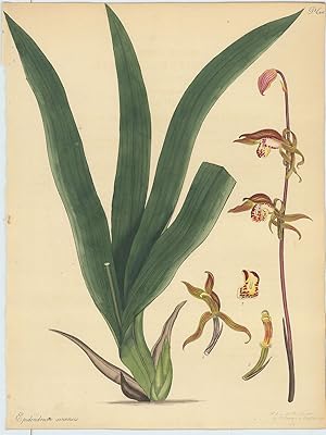 Epidendrum Sinense. Chinese Epidendrum. [From] The Botanist's Repository Comprising Colour'd Engr...