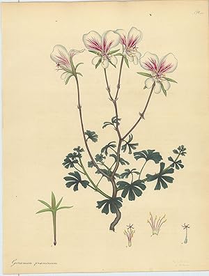 Geranium Præmosum. Bitten-leaved Geranium. [From] The Botanist's Repository Comprising Colour'd E...