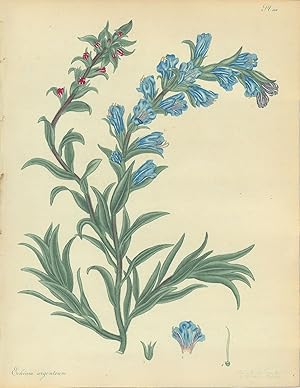 Echium Argenteum. Silvery-leaved Viper's Bugloss. [From] The Botanist's Repository Comprising Col...