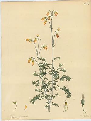 Bild des Verkufers fr Hermannia Pulverata. Powdered Hermannia. [From] The Botanist's Repository Comprising Colour'd Engravings of New and Rare Plants Only. With Botanical Descriptions in Latin and English after the Linnan System. zum Verkauf von Robert Frew Ltd. ABA ILAB