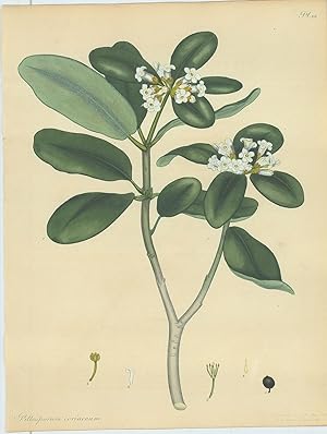 Bild des Verkufers fr Pittosporum Coriaceum. Thick-leaved Pittosporum. [From] The Botanist's Repository Comprising Colour'd Engravings of New and Rare Plants Only. With Botanical Descriptions in Latin and English after the Linnan System. zum Verkauf von Robert Frew Ltd. ABA ILAB