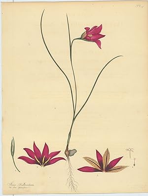 Bild des Verkufers fr Ixia Bulbocodium, Var. flore speciosissimo. Crocus-leaved Ixia, Var. with most beautiful flower. [From] The Botanist's Repository Comprising Colour'd Engravings of New and Rare Plants Only. With Botanical Descriptions in Latin and English after the Linnan System. zum Verkauf von Robert Frew Ltd. ABA ILAB
