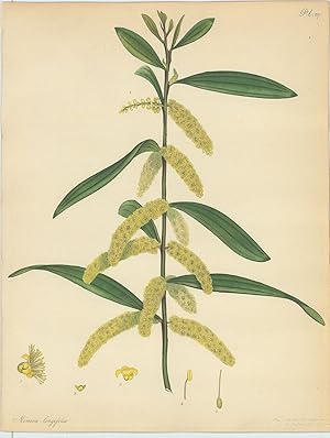 Bild des Verkufers fr Mimosa Longifolia. Long-leaved Mimosa. [From] The Botanist's Repository Comprising Colour'd Engravings of New and Rare Plants Only. With Botanical Descriptions in Latin and English after the Linnan System. zum Verkauf von Robert Frew Ltd. ABA ILAB