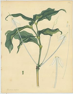 Bild des Verkufers fr Gardenia Tubiflora. Tube-flowered Gardenia. [From] The Botanist's Repository Comprising Colour'd Engravings of New and Rare Plants Only. With Botanical Descriptions in Latin and English after the Linnan System. zum Verkauf von Robert Frew Ltd. ABA ILAB