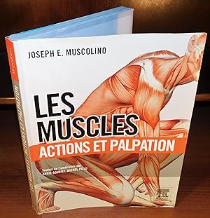 LES MUSCLES ; ACTIONS ET PALPATIONS