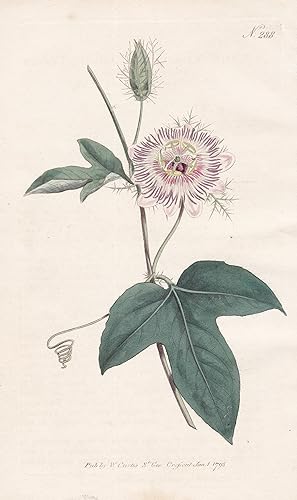 "Passiflora Ciliata. Fringed-leaved Passion-Flower. Tab. 288" - Passionsblume passion flower / We...
