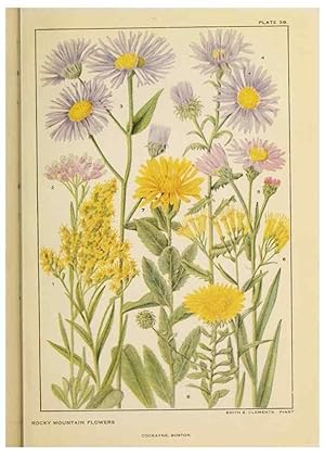 Bild des Verkufers fr Reproduccin/Reproduction 8220468499: Flowers of mountain and plain /. New York :H.W. Wilson Co.,1920. zum Verkauf von EL BOLETIN