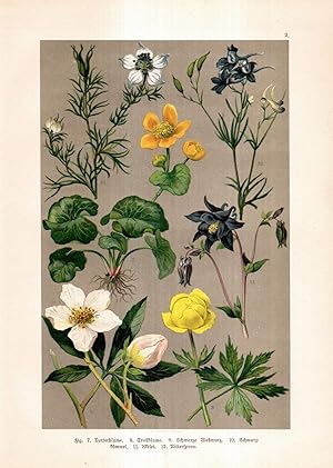 Dotterblume, Trollblume, Schwarze Nieswurz, Schwarzkümmel, Akelei, Rittersporn. Chromolithographi...