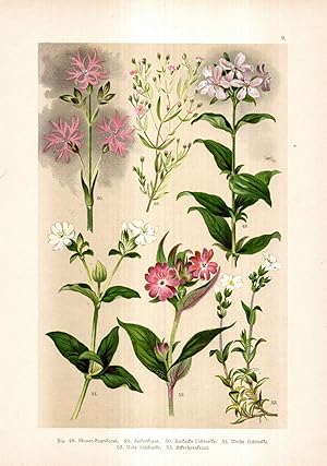 Seller image for Mauer-Gypskraut, Seifenkraut, Kuckucks-Lichtnelke, Weie Lichtnelke, Rote Lichtnelke, Ackerhornkraut. Chromolithographie aus Hoffmann: Botanischer Bilder-Atlas. for sale by Antiquariat Dennis R. Plummer