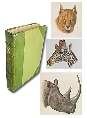 Image du vendeur pour Great and Small Game of Africa : An Account of the Distribution, Habits, and Natural History of the Sporting Mammals, with Personal Hunting Experiences mis en vente par Harropian Books,  IOBA