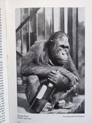 Bild des Verkufers fr Brehms Tierleben. Nach der zweiten Originalausgabe bearbeitet. Bde 1 - 36 (geb. in 18). zum Verkauf von Antiquariat Bookfarm