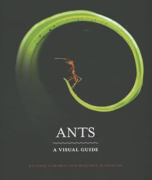 Seller image for Ants : A Visual Guide for sale by GreatBookPricesUK