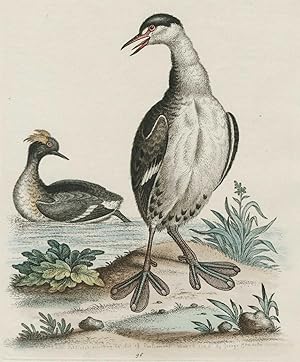 George Edwards, Lappentaucher, Ornithologie, VÃ gel. - Lappentaucher. - George Edwards. - "The Bl...