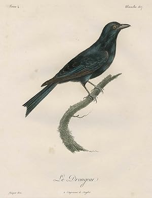 Francois Levaillant, Drongo, Ornithologie, VÃ gel. - Drongo. - "Le Drongear".