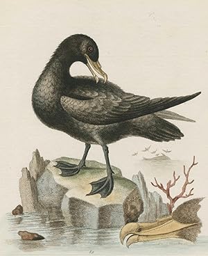 George Edwards, Sturmvogel, Ornithologie, VÃ gel. - Sturmvogel. - George Edwards. - "The Great Bl...