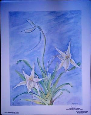Orchid es. 30 aquarelles de Fran ois Lemoine - Fran ois Lemoine
